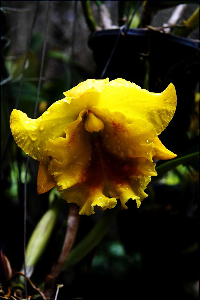 Klicke auf die Grafik für eine größere Ansicht 

Name:	Orchid.3 (939 x 1409).jpg‎ 
Hits:	387 
Größe:	73,1 KB 
ID:	10392