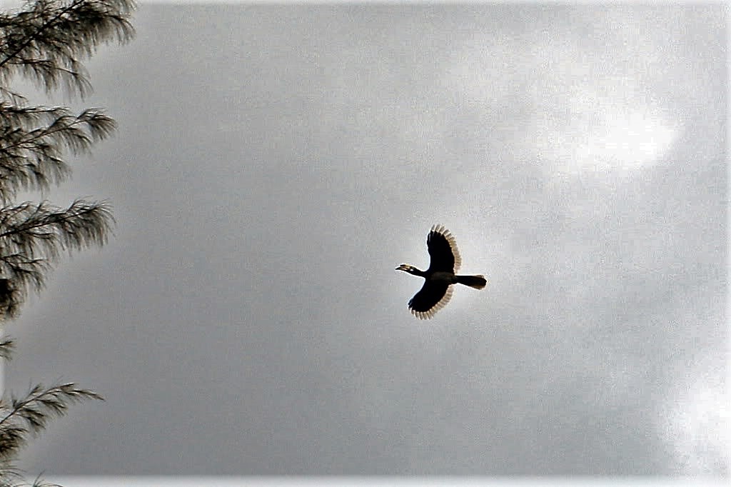 Name:  Fliegender Hornbill.jpg
Hits: 831
Größe:  120,9 KB