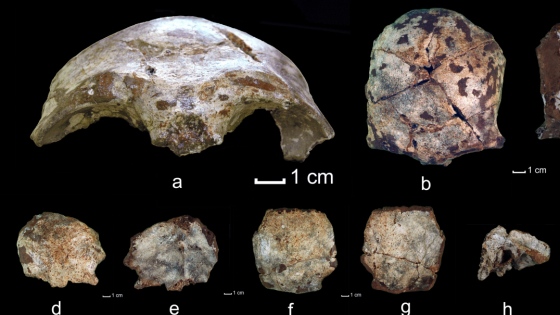 Name:  schaedelfund-laos-aeltestes-fossil-suedostasiens.jpg
Hits: 1044
Größe:  76,7 KB