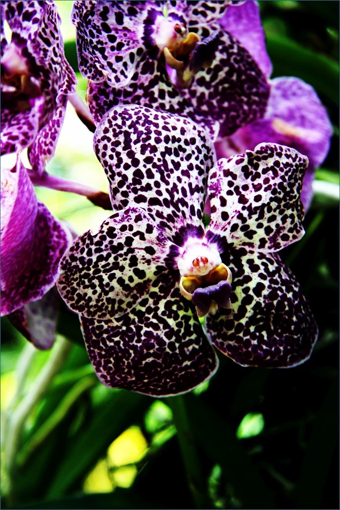 Klicke auf die Grafik für eine größere Ansicht 

Name:	Orchid.1 (939 x 1409).jpg‎ 
Hits:	277 
Größe:	160,6 KB 
ID:	10390