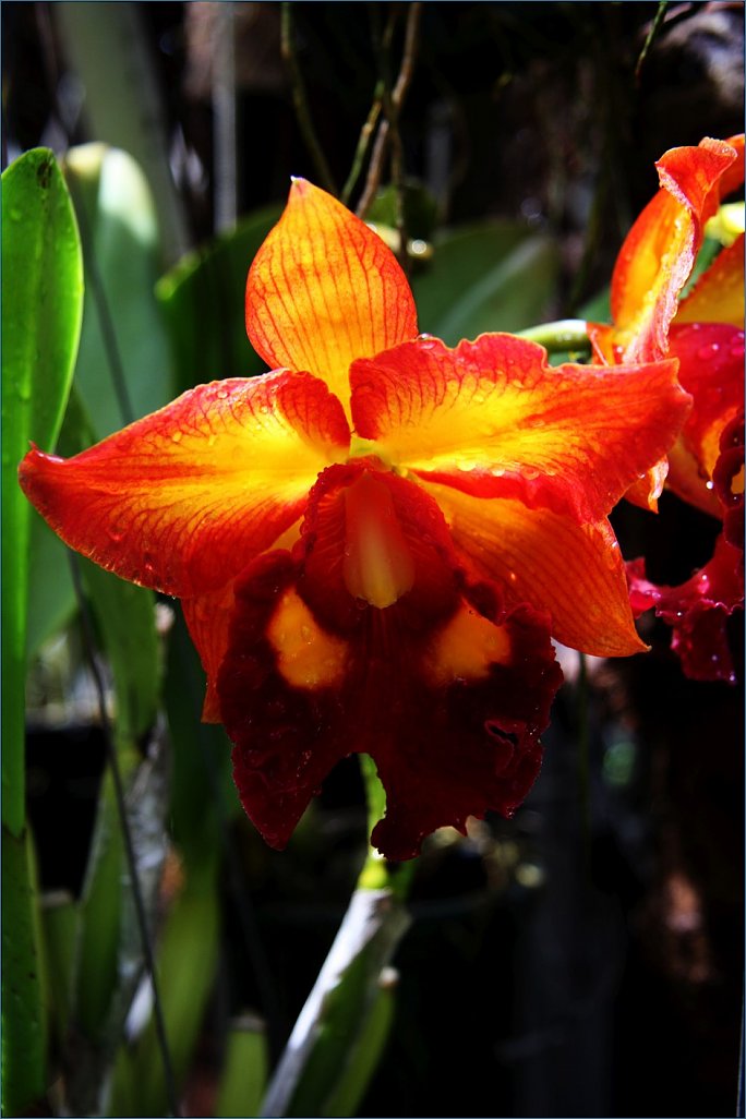 Klicke auf die Grafik für eine größere Ansicht 

Name:	Orchid.2 (939 x 1409).jpg‎ 
Hits:	281 
Größe:	89,1 KB 
ID:	10391